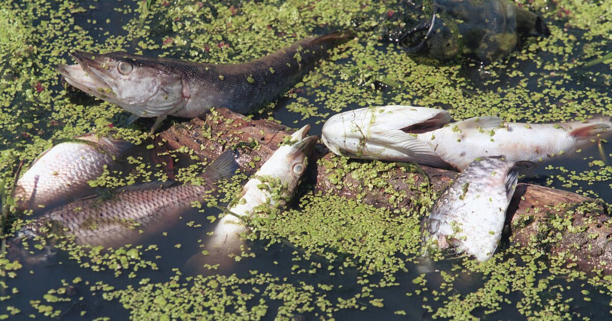 Массовая гибель рыбы зафиксирована в водоемах Москвы Москва 24, 28.07.2017