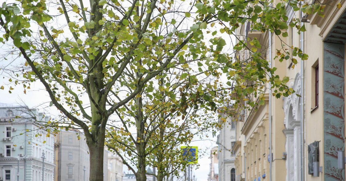 Цветочница вертикального озеленения "орбита 1". Цветы деревьев в москве. Парк коломенское яблоневый сад цветут. Цветочница парковая «квадро». Екатерининский парк сакура.