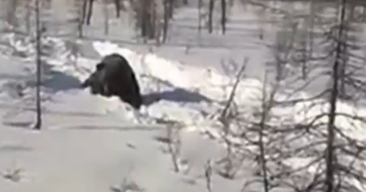 Почему маша издевается над медведем. Издевательство над медведем. Танец медведя в Якутии. Охота жестокие кадры. Медведь в Якутии значит.