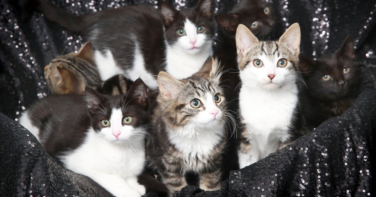 Играть 5 котят. Пять котят. Много котят на одной картинке. Старое фото пять котят. Кошачье наследство.