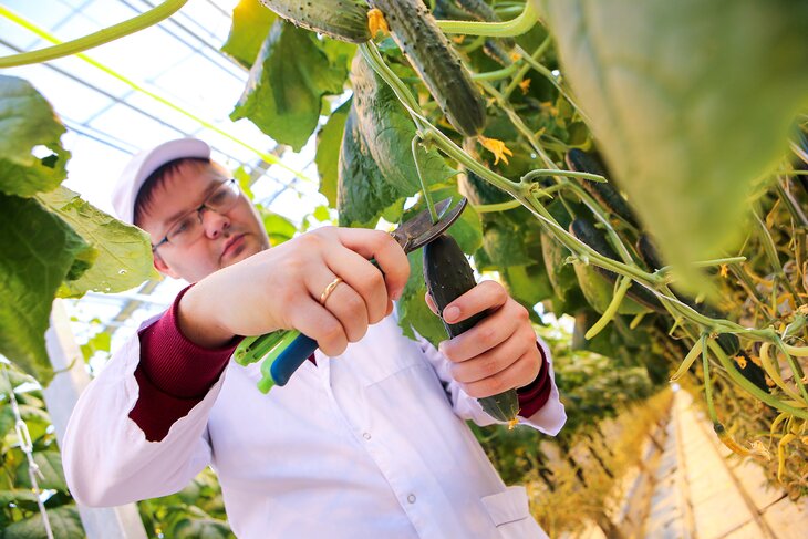 подмосковные огурцы где выращивают. Смотреть фото подмосковные огурцы где выращивают. Смотреть картинку подмосковные огурцы где выращивают. Картинка про подмосковные огурцы где выращивают. Фото подмосковные огурцы где выращивают подмосковные огурцы где выращивают. Смотреть фото подмосковные огурцы где выращивают. Смотреть картинку подмосковные огурцы где выращивают. Картинка про подмосковные огурцы где выращивают. Фото подмосковные огурцы где выращивают