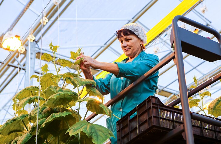 подмосковные огурцы где выращивают. Смотреть фото подмосковные огурцы где выращивают. Смотреть картинку подмосковные огурцы где выращивают. Картинка про подмосковные огурцы где выращивают. Фото подмосковные огурцы где выращивают подмосковные огурцы где выращивают. Смотреть фото подмосковные огурцы где выращивают. Смотреть картинку подмосковные огурцы где выращивают. Картинка про подмосковные огурцы где выращивают. Фото подмосковные огурцы где выращивают