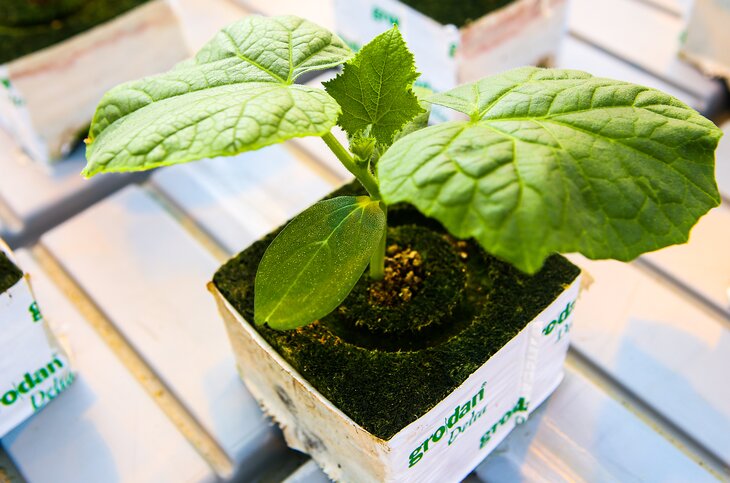 подмосковные огурцы где выращивают. Смотреть фото подмосковные огурцы где выращивают. Смотреть картинку подмосковные огурцы где выращивают. Картинка про подмосковные огурцы где выращивают. Фото подмосковные огурцы где выращивают подмосковные огурцы где выращивают. Смотреть фото подмосковные огурцы где выращивают. Смотреть картинку подмосковные огурцы где выращивают. Картинка про подмосковные огурцы где выращивают. Фото подмосковные огурцы где выращивают