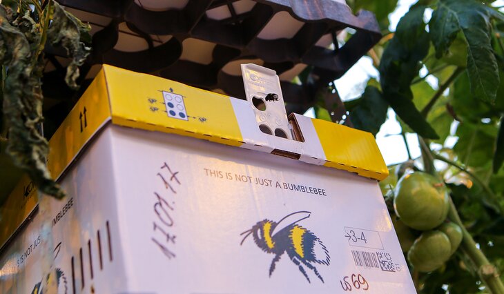 подмосковные огурцы где выращивают. Смотреть фото подмосковные огурцы где выращивают. Смотреть картинку подмосковные огурцы где выращивают. Картинка про подмосковные огурцы где выращивают. Фото подмосковные огурцы где выращивают подмосковные огурцы где выращивают. Смотреть фото подмосковные огурцы где выращивают. Смотреть картинку подмосковные огурцы где выращивают. Картинка про подмосковные огурцы где выращивают. Фото подмосковные огурцы где выращивают