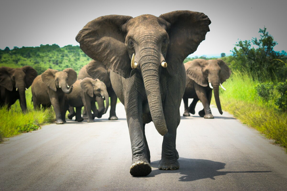 Слон. Слоны бегут. День защиты слонов.