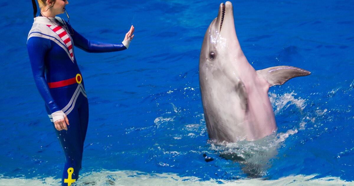 Дельфин москвариум москва