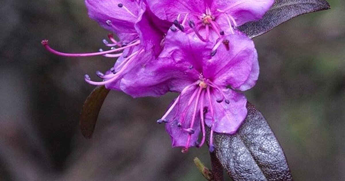 Рододендрон даурский. Орхидея фаленопсис сгнили корни. Выживет ли цветок. Непентес хищник. Монстера альба вариегантная.